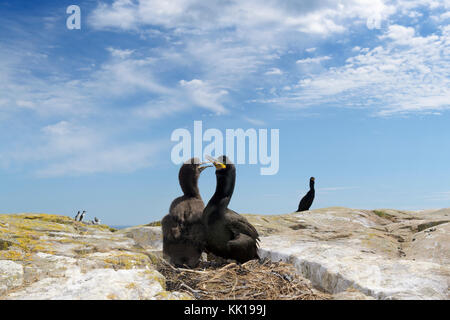 Ampia angolazione del marangone dal ciuffo (phalaccrocorax aristotelis) con pulcino al nido, farne islands, Northumberland, Inghilterra, Regno Unito. Foto Stock