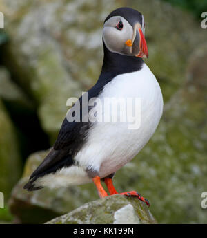 Atlantic puffin (Fratercula arctica) - Treshnish Isles, Scozia Foto Stock