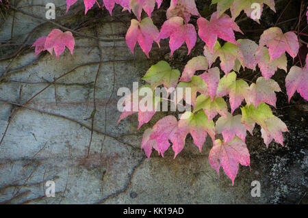 Belle foglie cambiando colore in autunno Foto Stock