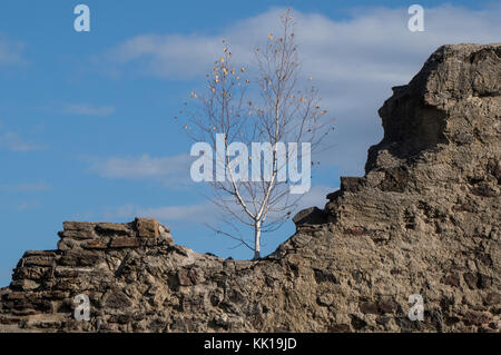 La betulla albero che cresce sulla cima delle rovine di un castello medievale Foto Stock