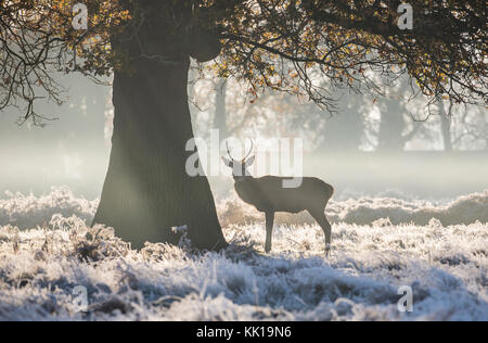 In un freddo gelido mattina un cervo rosso Stag è in piedi accanto ad una quercia. visto retro illuminato dal sole attraverso una sottile coltre di nebbia. bushy park, london, Regno Unito Foto Stock