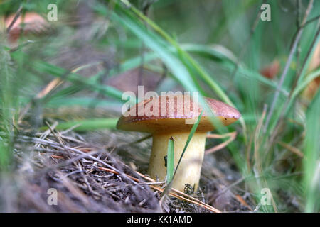 Fungo suillus crescere in legno. funghi freschi crescente nella foresta Foto Stock