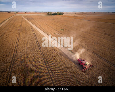 Raccolta del mais a Buenos Aires, Argentina Foto Stock