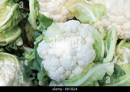 Gruppo di crudo fresco intonso cavolfiori Foto Stock