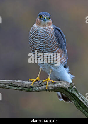 Sparviero maschio appollaiato sul ramo Foto Stock