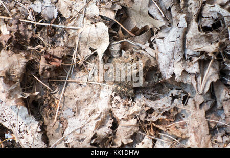 Toad mimetizzata in foglie Foto Stock