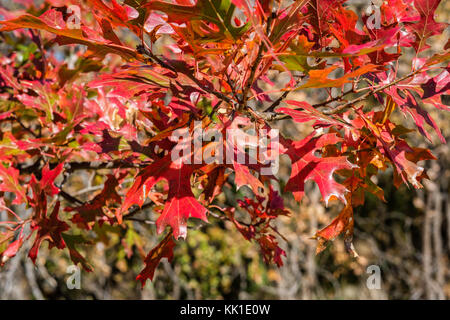 Vista dettagliata del Pin Oak, Quercus palustris, le foglie in autunno il colore rosso. Oklahoma, Stati Uniti d'America. Foto Stock