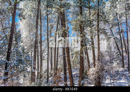 Doccia di neve della Ponderosa Pine Trees, Pinus ponderosa sotto un cielo blu in Lincoln National Forest, Nuovo Messico, Stati Uniti d'America. Foto Stock