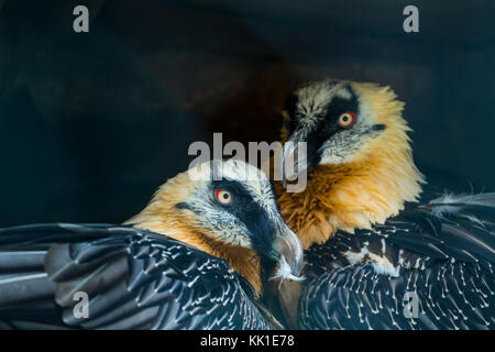 Gipeto (Gypaetus barbatus), noto anche come lammergeier o lammergeyer Foto Stock