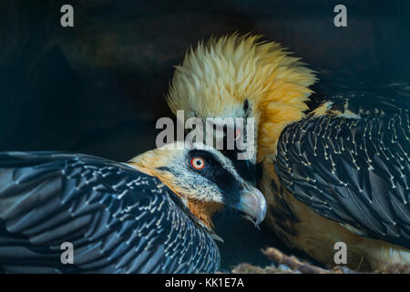 Gipeto (Gypaetus barbatus), noto anche come lammergeier o lammergeyer Foto Stock