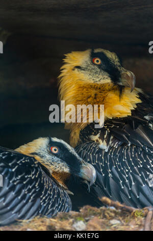 Gipeto (Gypaetus barbatus), noto anche come lammergeier o lammergeyer Foto Stock