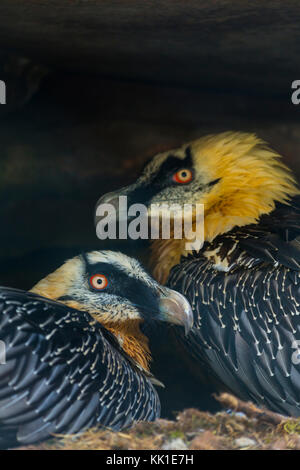 Gipeto (Gypaetus barbatus), noto anche come lammergeier o lammergeyer Foto Stock