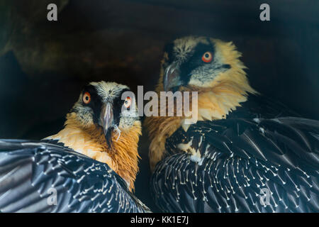 Gipeto (Gypaetus barbatus), noto anche come lammergeier o lammergeyer Foto Stock