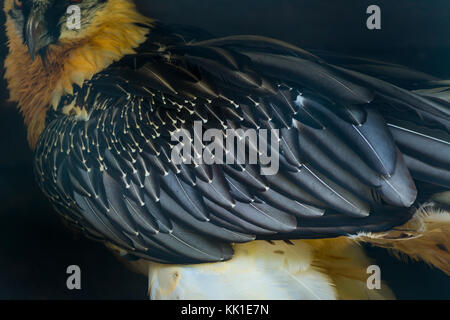 Gipeto (Gypaetus barbatus), noto anche come lammergeier o lammergeyer Foto Stock