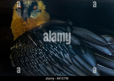 Gipeto (Gypaetus barbatus), noto anche come lammergeier o lammergeyer Foto Stock