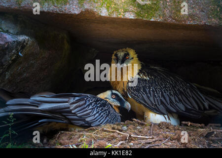 Gipeto (Gypaetus barbatus), noto anche come lammergeier o lammergeyer Foto Stock