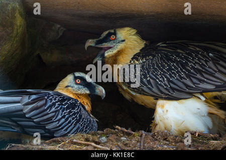 Gipeto (Gypaetus barbatus), noto anche come lammergeier o lammergeyer Foto Stock