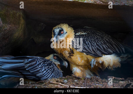 Gipeto (Gypaetus barbatus), noto anche come lammergeier o lammergeyer Foto Stock