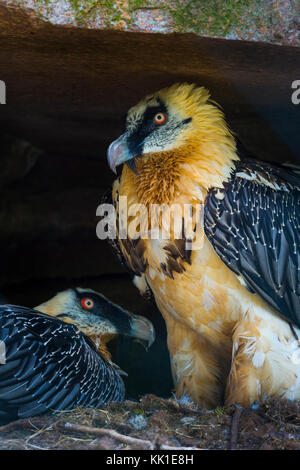 Gipeto (Gypaetus barbatus), noto anche come lammergeier o lammergeyer Foto Stock