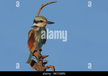 Red-backed Kingfisher Foto Stock