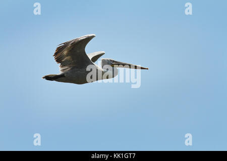 Pellicano dalmata in volo sopra il cielo blu ( Pelecanus crispus ) Foto Stock