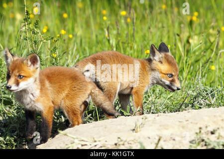 Eurasian red fox giovani in una radura dove gli animali hanno il loro den ( vulpes vulpes ) Foto Stock