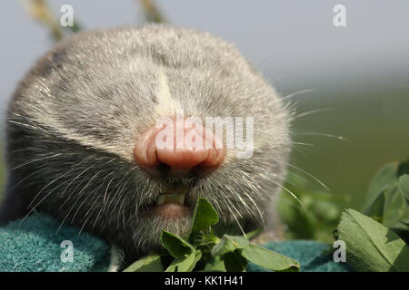 Macro ritratto di minor mole rat ( spalax leucodon ) Foto Stock