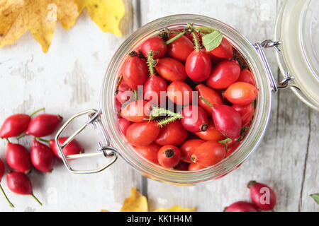 Appena foraged siepe, rosa canina, il pod di semi di rosa selvatica, utilizzato in tè, sciroppi e gelatine, ricco di vitamina C. L'Inghilterra, Regno Unito Foto Stock