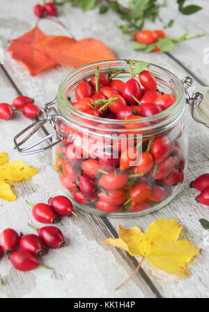 Appena foraged siepe, rosa canina, il pod di semi di rosa selvatica, utilizzato in tè, sciroppi e gelatine, ricco di vitamina C. L'Inghilterra, Regno Unito Foto Stock