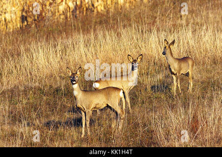 Capriolo doe con giovani ( capreolus ), animali selvatici in habitat naturale Foto Stock