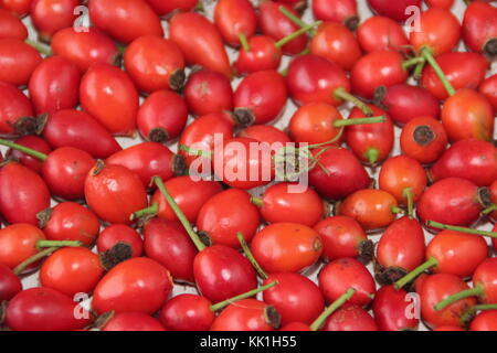 Appena foraged siepe, rosa canina, il pod di semi di rosa selvatica, utilizzato in tè, sciroppi e gelatine, ricco di vitamina C. L'Inghilterra, Regno Unito Foto Stock