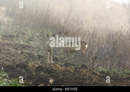 Capriolo doe con vitello nella nebbia di mattina autunnale, animali selvatici in habitat naturale Foto Stock
