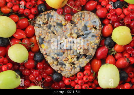 A forma di cuore ad bird feeder realizzato con semi e grasso fuso, sagomato in un cookie cutter, decorata con uccelli selvatici cibo: rosa canina, bacche e mele di granchio Foto Stock