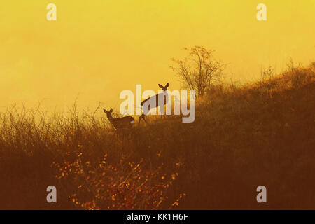 Caprioli in arancione luce dell'alba ( capreolus, animali selvatici in habitat naturale ) Foto Stock