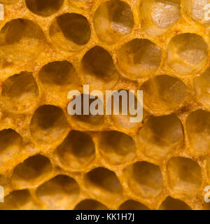 Dettaglio del pettine di miele che mostra le celle vuote. struttura esagonale all'interno di alveare di unione il miele delle api (Apis mellifera), nella famiglia apidae Foto Stock