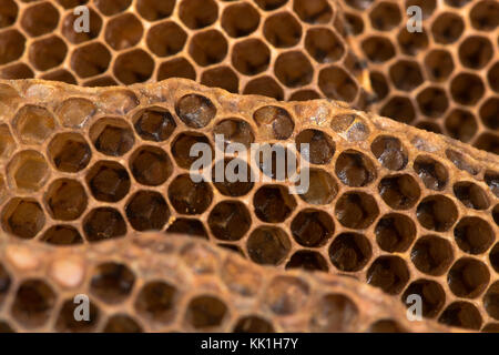 Pettine di miele con il miele delle api (Apis mellifera) nido. struttura esagonale all'interno di alveare di ape europea nella famiglia apidae Foto Stock