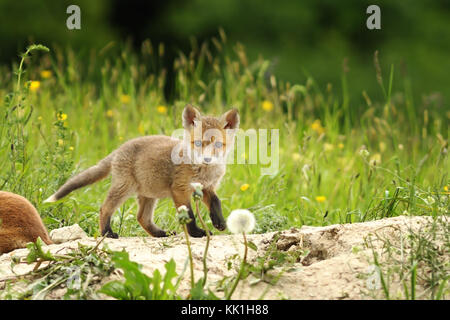 Tiny red fox cub vicino al den, curioso animale selvatico guardando la telecamera ( vulpes vulpes ) Foto Stock