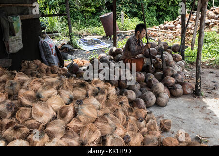 Operaio apertura noci di cocco in Koh Samui, Thailandia Foto Stock