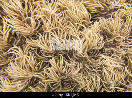 Telaio completo di marrone dita di corallo che fluisce nella grande barriera corallina astrolabio nell'oceano pacifico acque al largo della costa di dravuni island, isole Figi Foto Stock