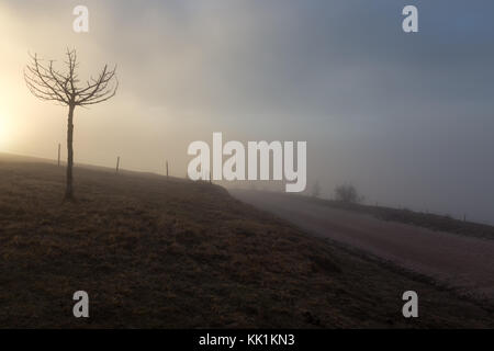 Un piccolo albero vicino a una strada di montagna e una recinzione con nebbia e sole basso il filtraggio attraverso Foto Stock