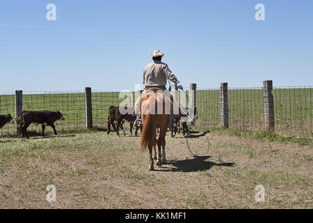 Cowboy a cavallo allevamento del bestiame con il lazo corda in fattoria sulla giornata di sole, Kansas, Stati Uniti d'America Foto Stock