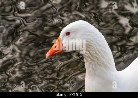 Oca Bianca in inverno. Fotografato in gennaio nel fiordo di Fana, Norvegia occidentale Foto Stock