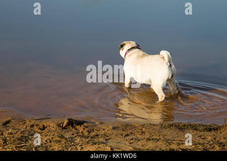 Cane pug passeggiate sulla spiaggia di sabbia vicino al lago. Foto Stock