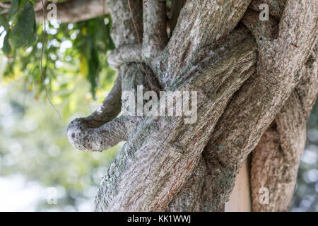 Dettaglio immagine di una vecchia vigna in East Hampton, NY Foto Stock