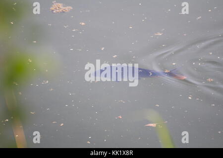 Carpa pesce nuotare sulla superficie di acqua nel lago Foto Stock