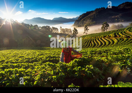 Chiang Mai, Thailandia - gennaio 14 : unidentified agricoltore pick in frutta fragola quando alba con lens flare su gennaio 14, 2017 nel campo di fragole,un Foto Stock