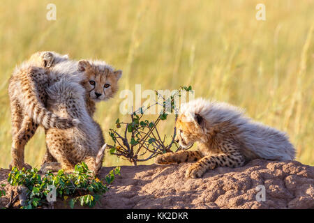 Ghepardi cubs giocare gli uni con gli altri Foto Stock