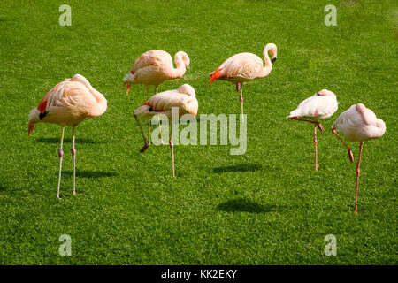 Flamingo, gruppo di fenicotteri rosa in piedi sul prato Foto Stock