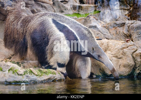 Giant anteater (myrmecophaga tridactyla), noto anche come l'orso ant. animale della fauna selvatica Foto Stock