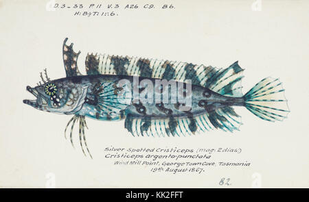 Una collezione illustrata di specie ittiche di F.E. Clarke, che comprende raffigurazioni di varie specie marine come Anguilla dieffenbachii e Goldfish. Le illustrazioni evidenziano la diversità della vita marina, mostrando sia specie comuni che rare provenienti da diverse regioni. Foto Stock